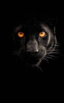 Panther 4