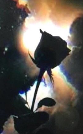 Red roses and the darkened sky