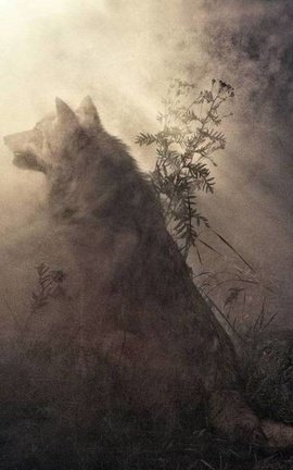 The Call Of The Wolf 