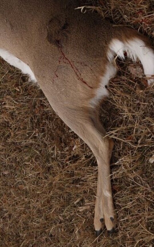 Oh Deer!