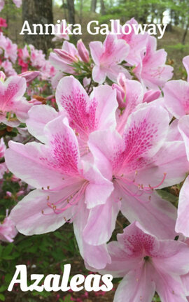 Azaleas