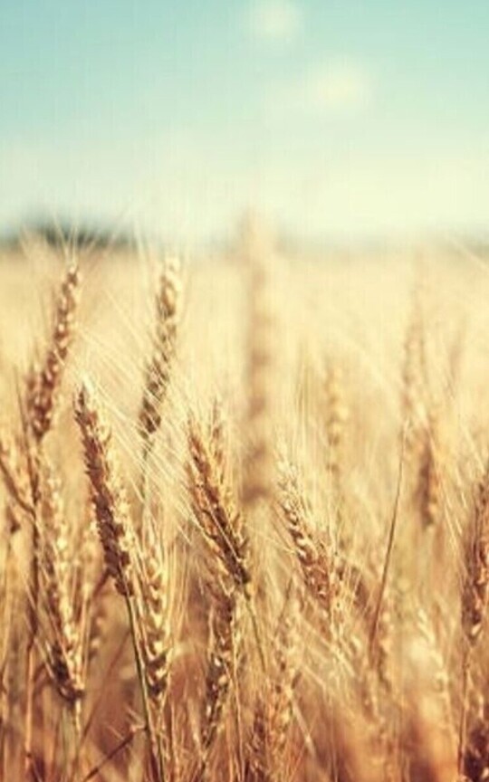 Where the Wheat Meets the Wild
(bl)