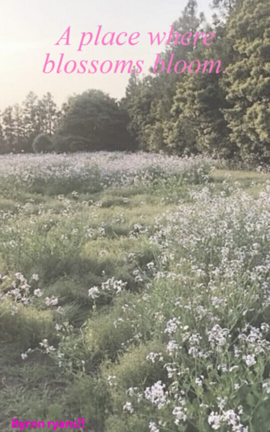 A place where blossoms bloom.