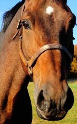 Paige and her horse if she had one