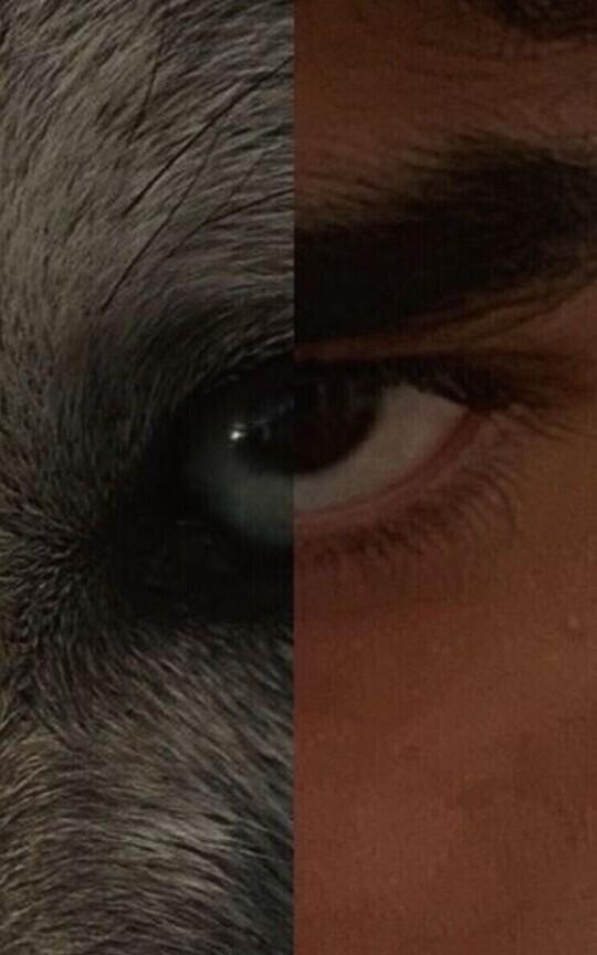 Wolf and hunter