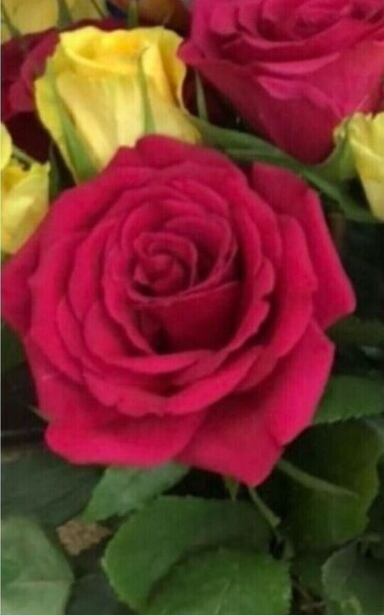 Every rose grows differently