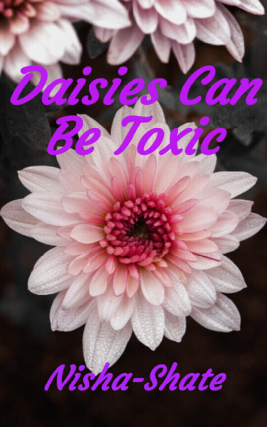 Daisies Can Be Toxic