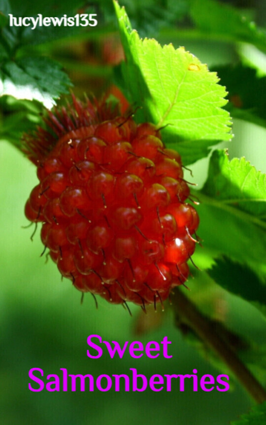 Sweet Salmonberries