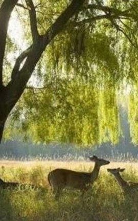 The Weeping Willow