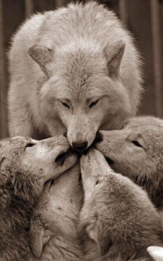 °Stiles la mamá de la manada°(Sterek)[✓]