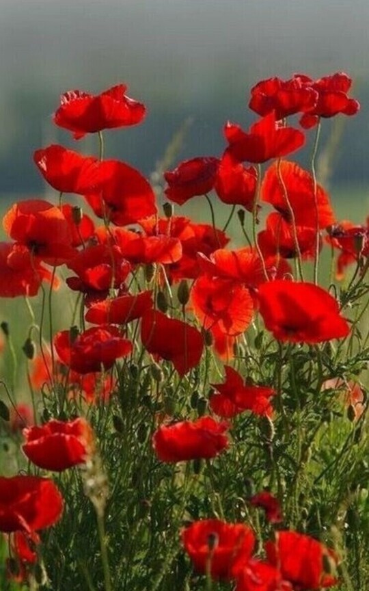 Amapolas || Hyunlix
