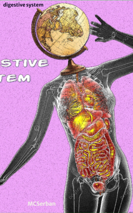 digestive system