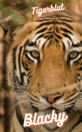 Tigerblut Blacky
