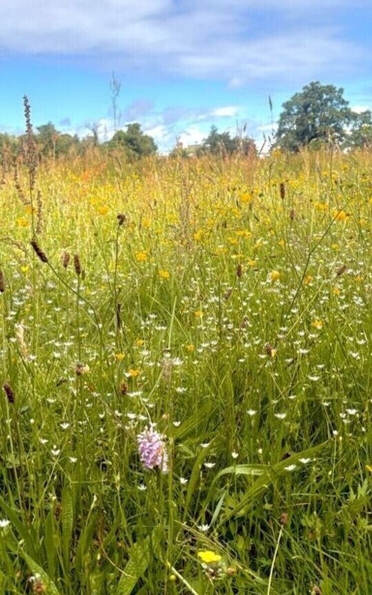 The Meadow