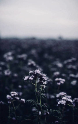 Breathless