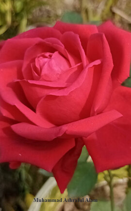 The great 21st February