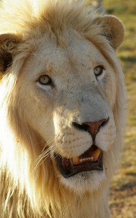 Lincoln the Lion King