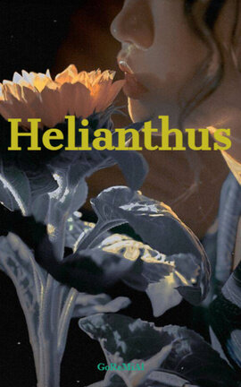 Helianthus 