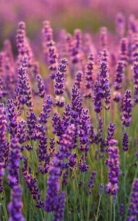 El reino lavanda -Krisho- One shot
