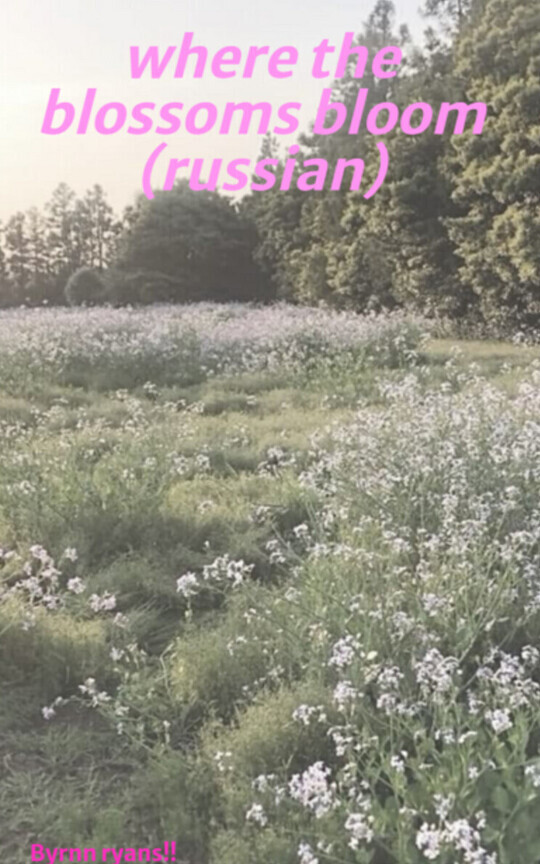 where the  blossoms bloom (russian)