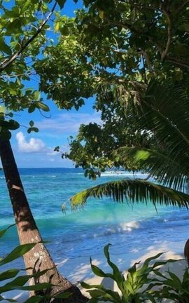 FIJI 🌴|KooMin