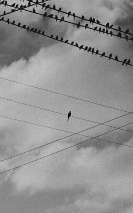 The Solemn Bird