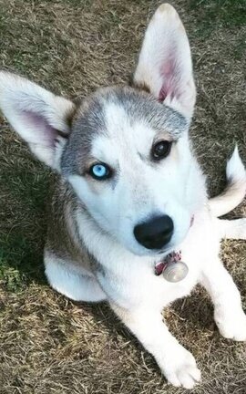 Paige and her dog if she had one