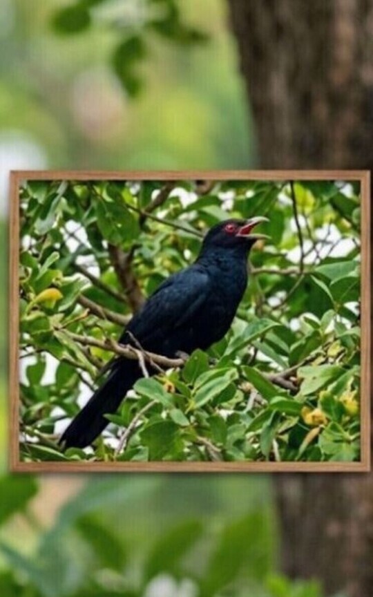பறவைகளும் நானும் ஓரினம்