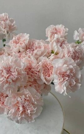 •.,¸¸,.•'¯🎀𝒫𝓁𝑒𝒶𝓈𝑒, 𝓁♡𝓋𝑒 𝓂𝑒❢🎀'•.,¸¸,.•