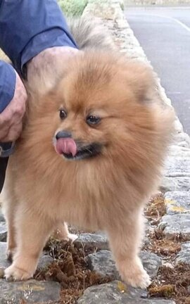 One dog