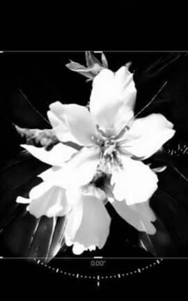 all for a flower (꽃) | taekook
