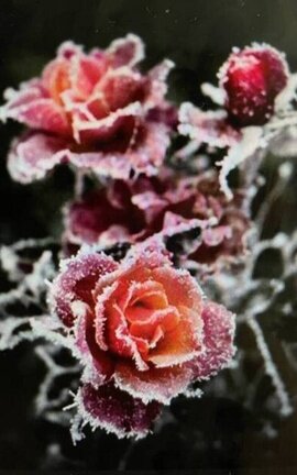 Devil rose
