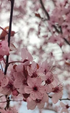 Die Blüte der Liebe