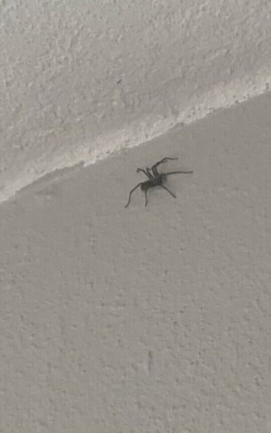 The spider on my wall 