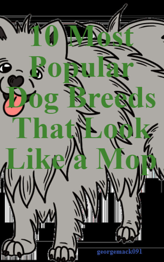 10 Most Popular Dog Breeds That Look Like a Mop